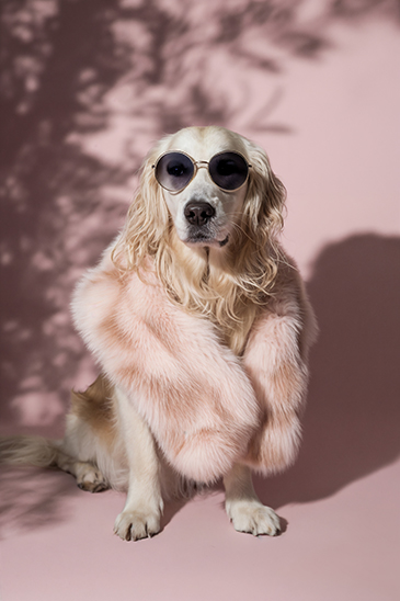 Pet Retouch