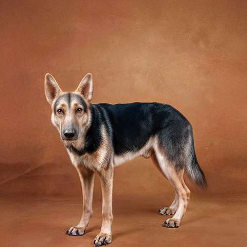 Pet Retouch