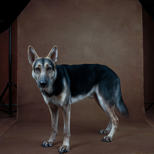Pet Retouch